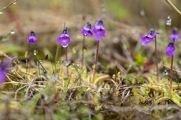 Gemeines Fettkraut (Pinguicula vulgaris)