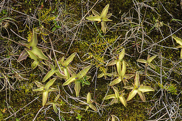 Gemeines Fettkraut (Pinguicula vulgaris)