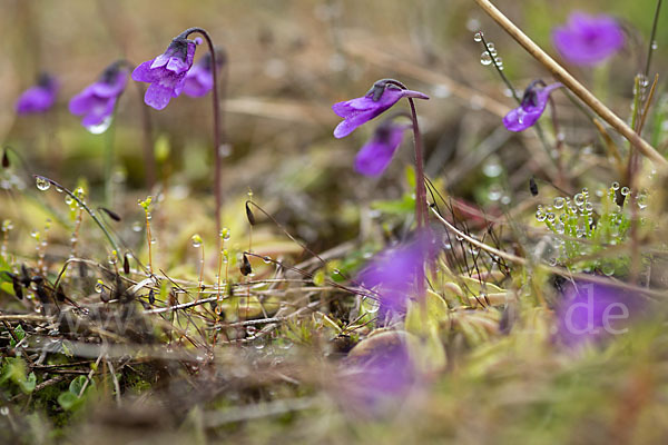 Gemeines Fettkraut (Pinguicula vulgaris)