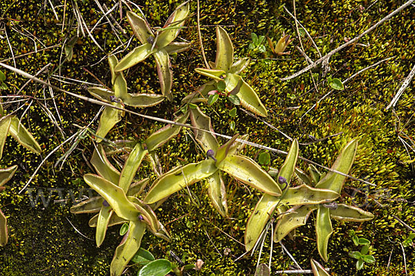 Gemeines Fettkraut (Pinguicula vulgaris)