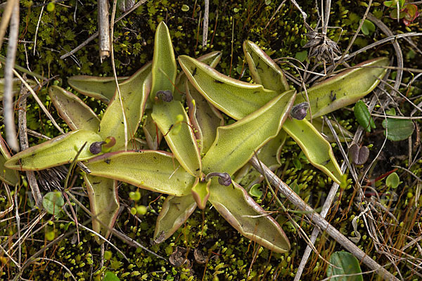 Gemeines Fettkraut (Pinguicula vulgaris)