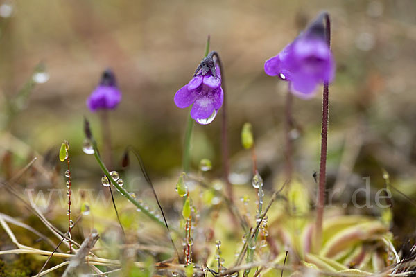 Gemeines Fettkraut (Pinguicula vulgaris)