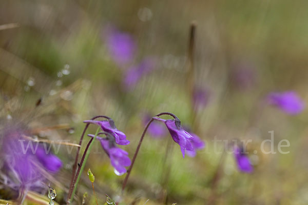 Gemeines Fettkraut (Pinguicula vulgaris)