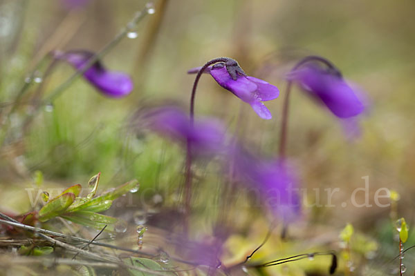 Gemeines Fettkraut (Pinguicula vulgaris)