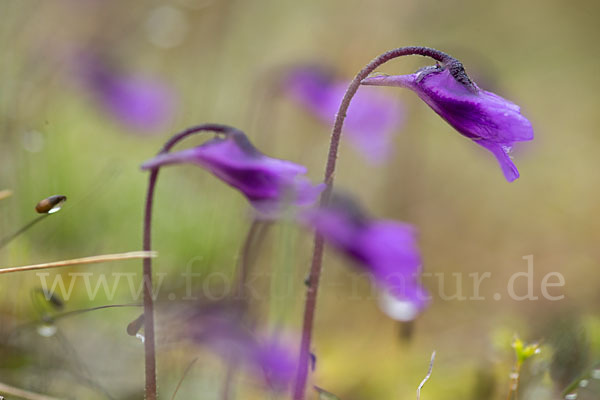 Gemeines Fettkraut (Pinguicula vulgaris)