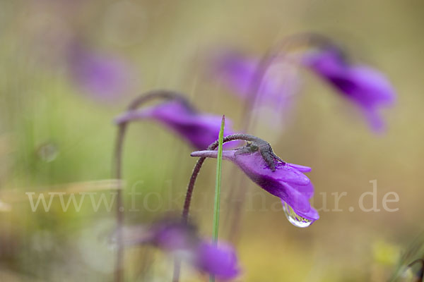 Gemeines Fettkraut (Pinguicula vulgaris)