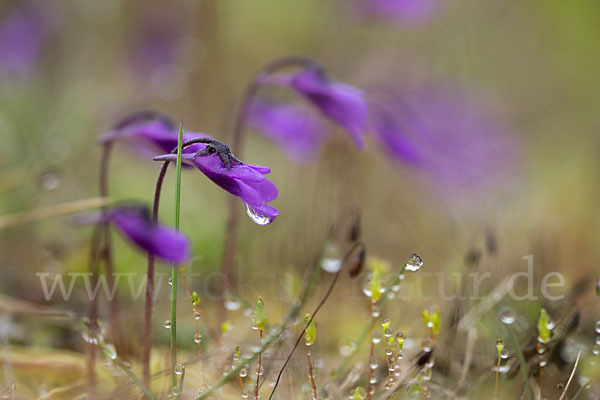 Gemeines Fettkraut (Pinguicula vulgaris)