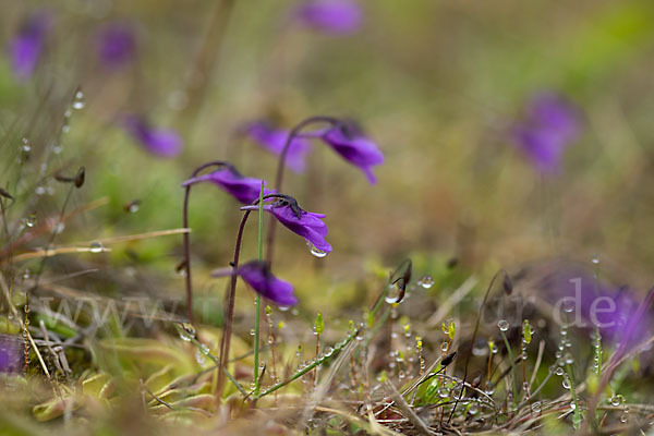 Gemeines Fettkraut (Pinguicula vulgaris)