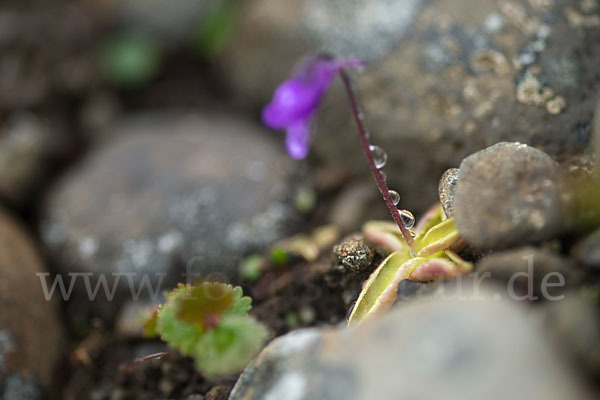 Gemeines Fettkraut (Pinguicula vulgaris)