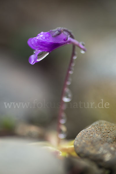 Gemeines Fettkraut (Pinguicula vulgaris)