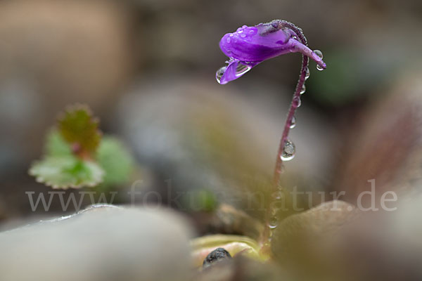 Gemeines Fettkraut (Pinguicula vulgaris)