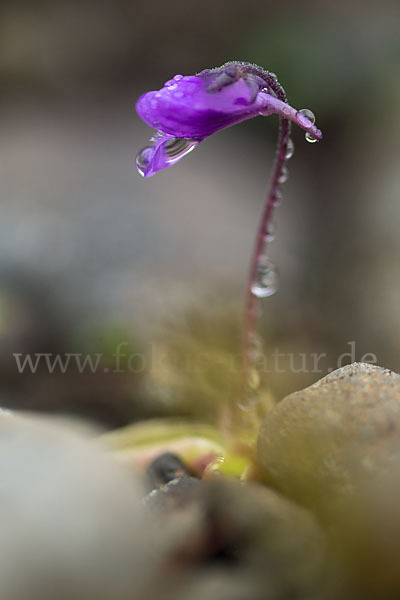 Gemeines Fettkraut (Pinguicula vulgaris)