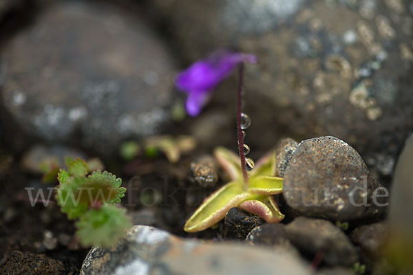 Gemeines Fettkraut (Pinguicula vulgaris)