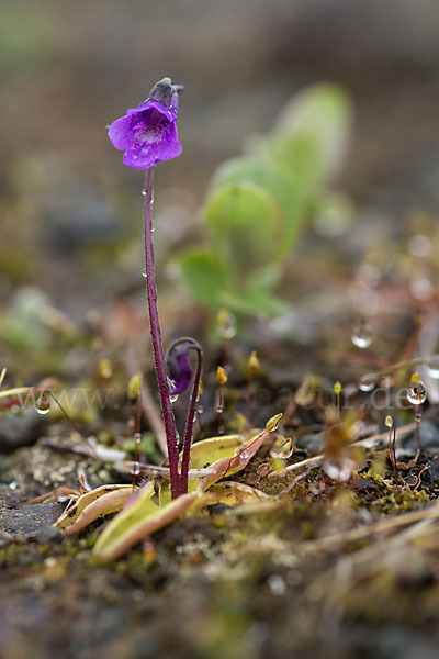 Gemeines Fettkraut (Pinguicula vulgaris)