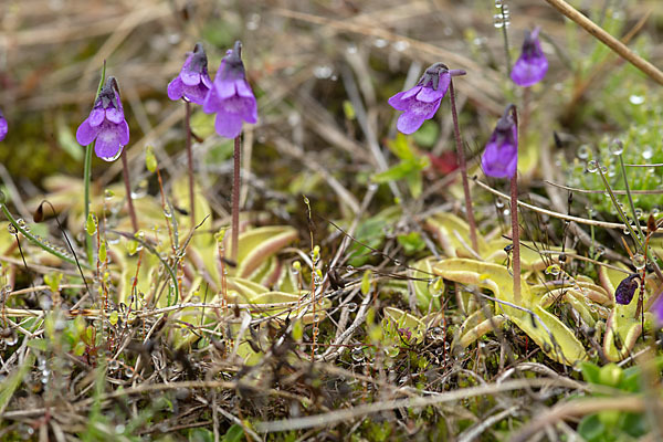 Gemeines Fettkraut (Pinguicula vulgaris)