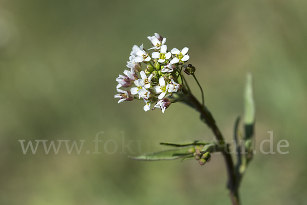 Gemeines Hirtentäschel (Capsella bursa-pastoris)