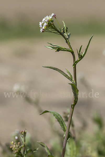 Gemeines Hirtentäschel (Capsella bursa-pastoris)