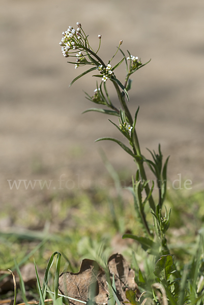 Gemeines Hirtentäschel (Capsella bursa-pastoris)