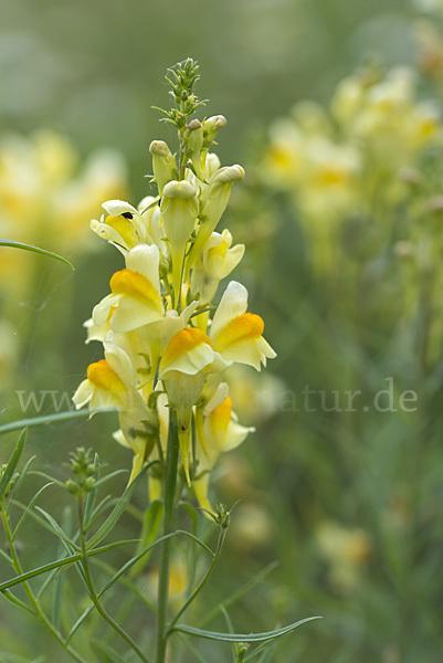 Gemeines Leinkraut (Linaria vulgaris)