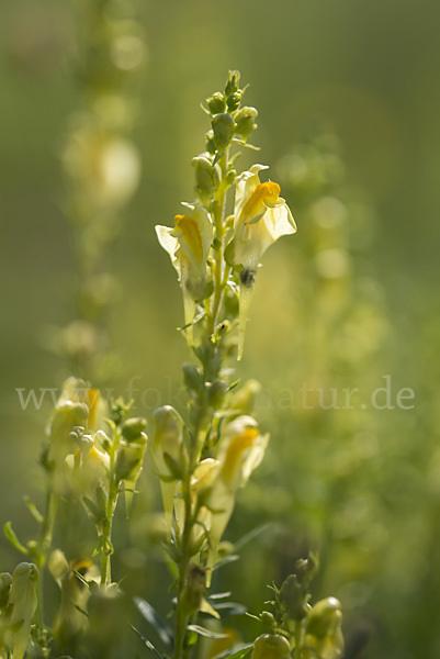 Gemeines Leinkraut (Linaria vulgaris)