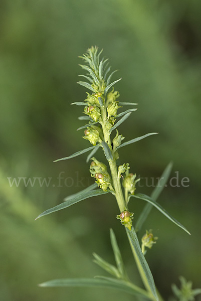 Gemeines Leinkraut (Linaria vulgaris)