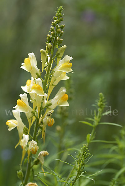 Gemeines Leinkraut (Linaria vulgaris)