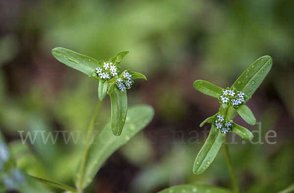 Gemeines Rapünzchen (Valerianella locusta)