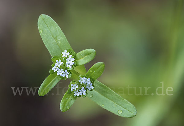 Gemeines Rapünzchen (Valerianella locusta)