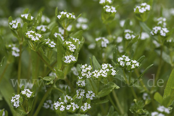 Gemeines Rapünzchen (Valerianella locusta)