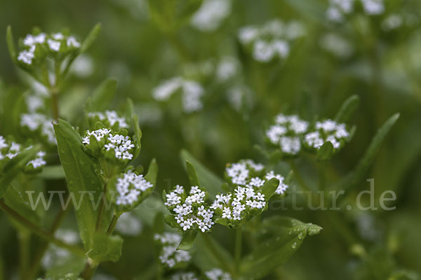 Gemeines Rapünzchen (Valerianella locusta)