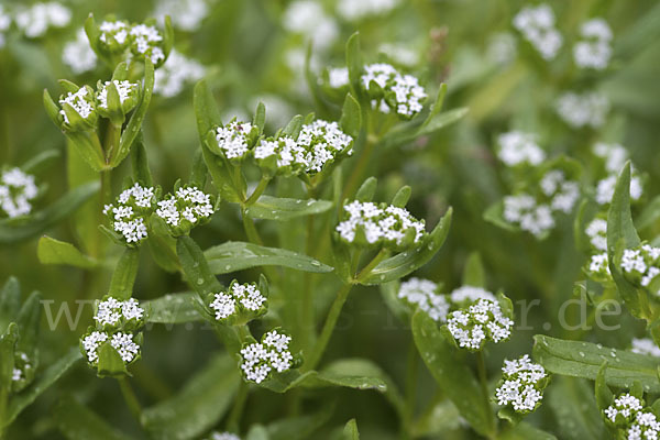 Gemeines Rapünzchen (Valerianella locusta)