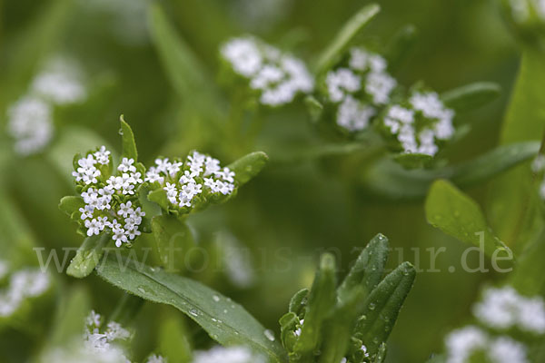 Gemeines Rapünzchen (Valerianella locusta)