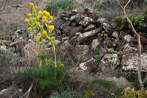 Gemeines Rutenkraut (Ferula communis)