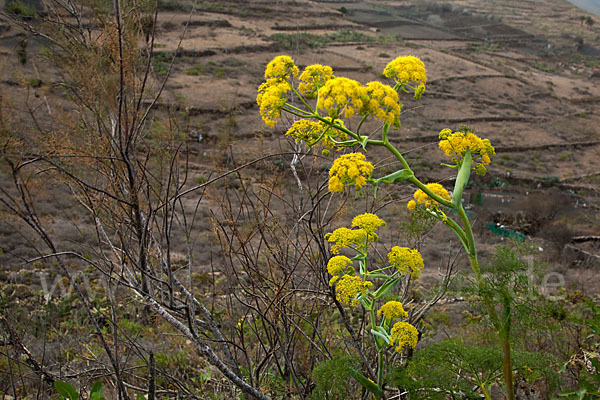 Gemeines Rutenkraut (Ferula communis)