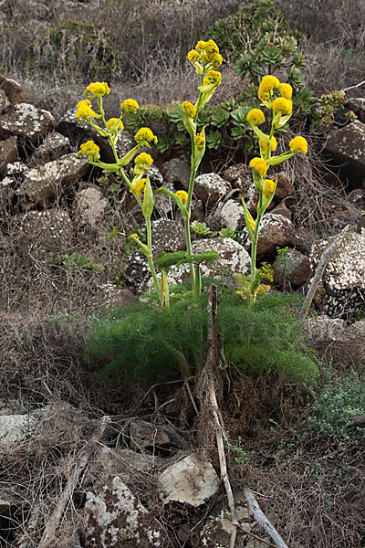 Gemeines Rutenkraut (Ferula communis)