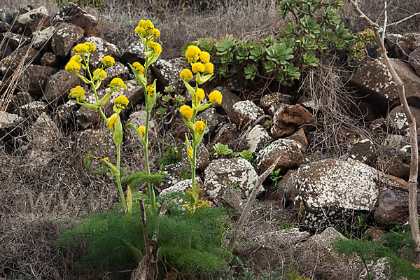 Gemeines Rutenkraut (Ferula communis)