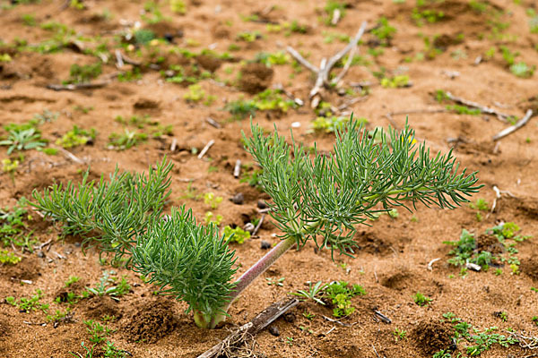 Gemeines Rutenkraut (Ferula communis)