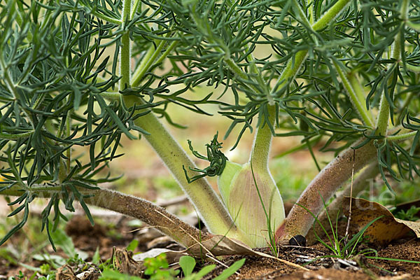 Gemeines Rutenkraut (Ferula communis)