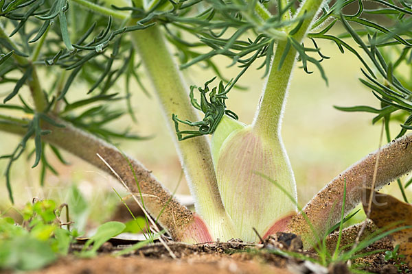 Gemeines Rutenkraut (Ferula communis)