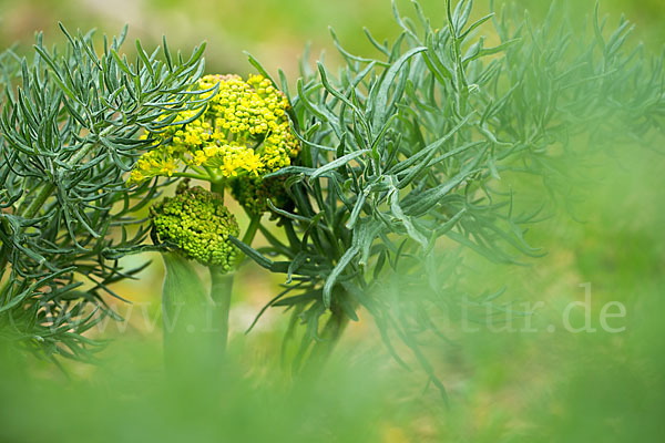 Gemeines Rutenkraut (Ferula communis)