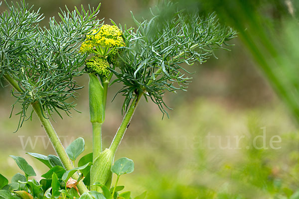 Gemeines Rutenkraut (Ferula communis)