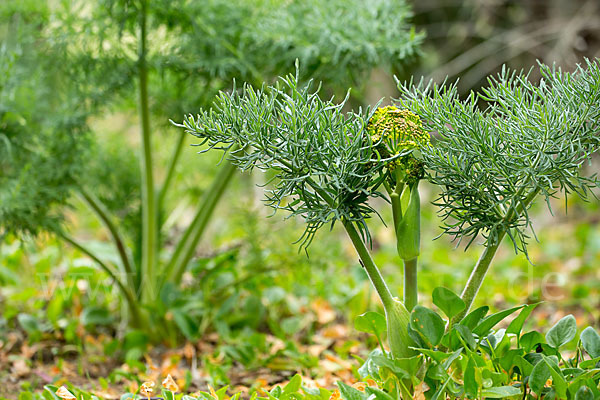 Gemeines Rutenkraut (Ferula communis)