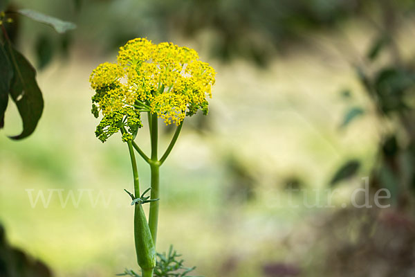 Gemeines Rutenkraut (Ferula communis)