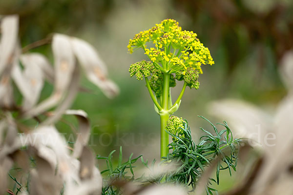 Gemeines Rutenkraut (Ferula communis)