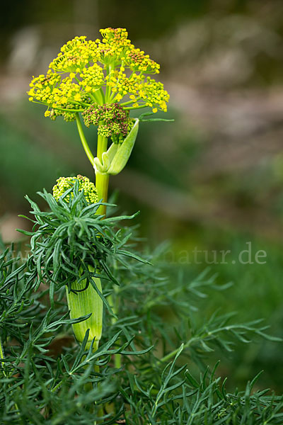 Gemeines Rutenkraut (Ferula communis)