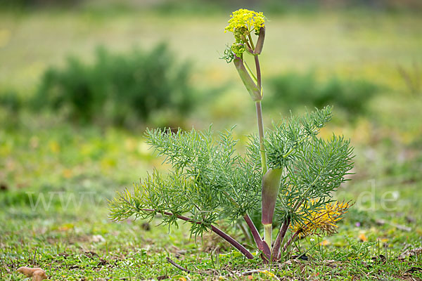 Gemeines Rutenkraut (Ferula communis)