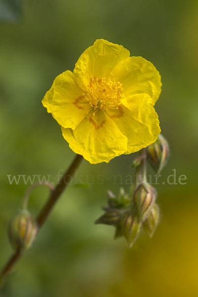 Gemeines Sonnenröschen (Helianthemum nummularium)