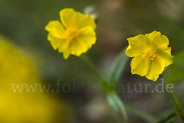 Gemeines Sonnenröschen (Helianthemum nummularium)