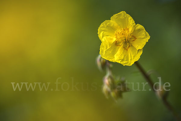 Gemeines Sonnenröschen (Helianthemum nummularium)