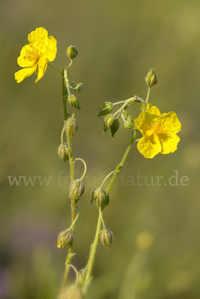 Gemeines Sonnenröschen (Helianthemum nummularium)